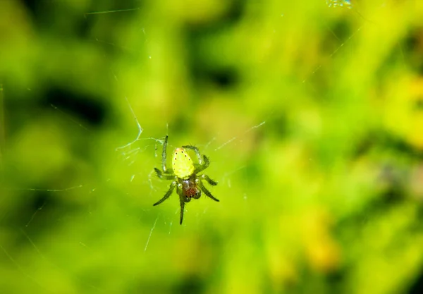 Araniella Cucurbitina Ragno Zucca — Foto Stock