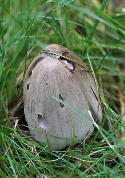 Champignon Dans Herbe — Photo