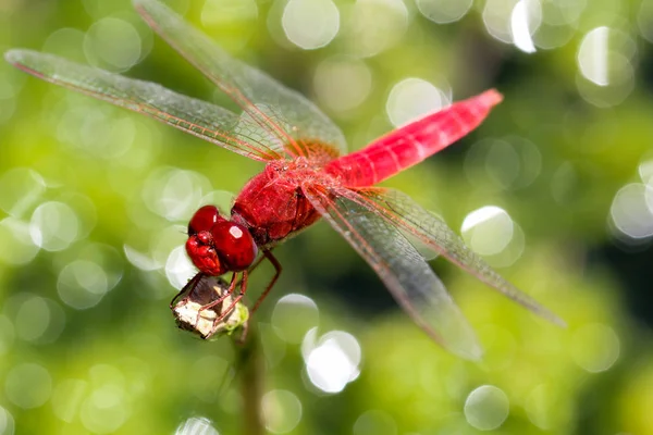 Feuerlibelle Rote Libelle — Stockfoto