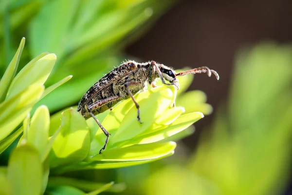 Jachtgeweer Tang Natuur Close — Stockfoto