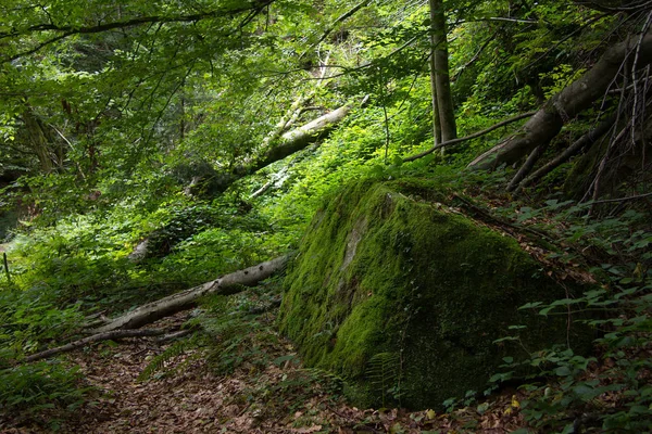 Grosse Roche Envahie Mousse Dans Une Réserve Naturelle Forestière Styrie — Photo