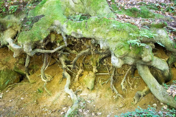 exposed tree roots in a forest in styria