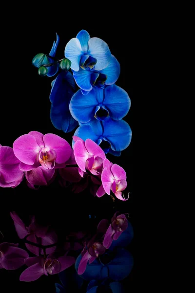 Květ Orchideje Modré Růžové Izolované Černém Pozadí Odraz — Stock fotografie