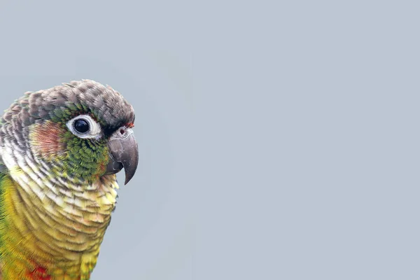 Краснощёкий Краснохвостый Попугай Желтолицый Попугай — стоковое фото