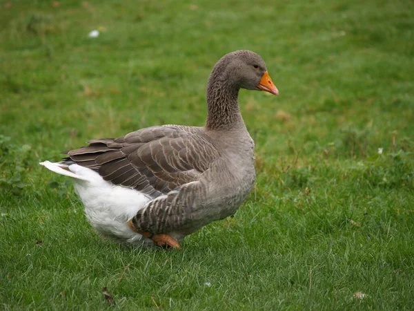 大自然における鳥類の景観 — ストック写真