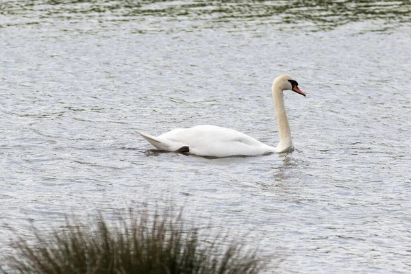 Cisne Biótopo — Fotografia de Stock