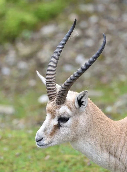 Antilopí Zvíře Přírodě Fauna — Stock fotografie