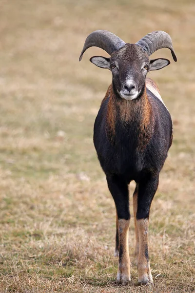 Europese Moeflon Ovis Orientalis Musimon — Stockfoto