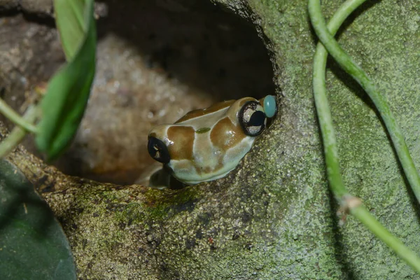 Zehirli Bir Dart Kurbağasına Yaklaş — Stok fotoğraf