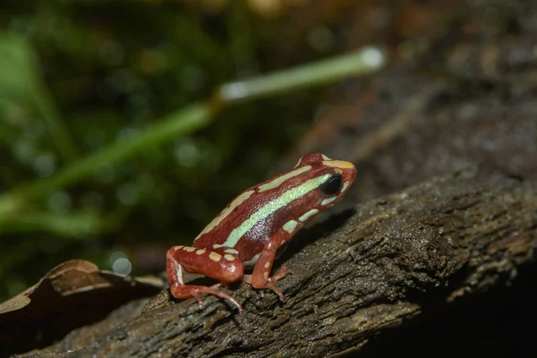 독극물 개구리의 사진입니다 — 스톡 사진