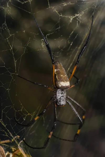 Samtspinne Nella Sua Rete — Foto Stock