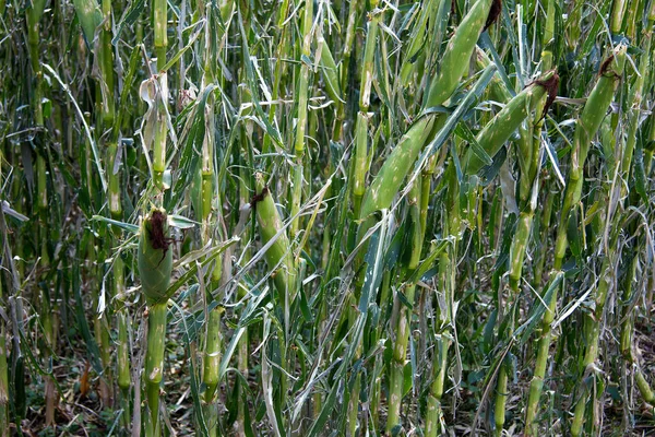 Getreidepflanzen Mit Hagelschäden Auf Einem Feld Der Steiermark — Stockfoto