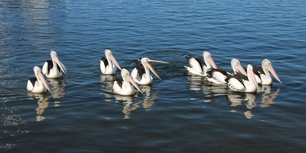 Eine Schwimmende Gruppe Pelikane — Stockfoto