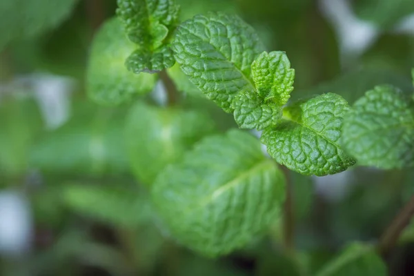 Fresh Growing Green Mint — Stock Photo, Image