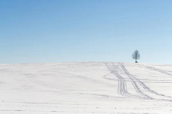 Árvore Solitária Uma Colina Nevada — Fotografia de Stock