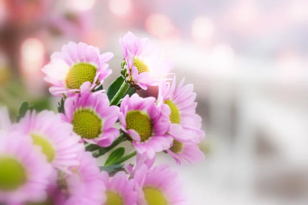 Bunga Merah Muda Segar Musim Semi Dengan Bokeh — Stok Foto