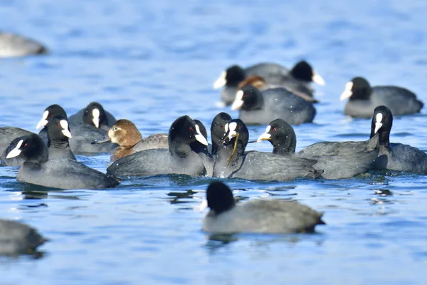 Pływanie Ptaków Koncepcja Dzikości — Zdjęcie stockowe
