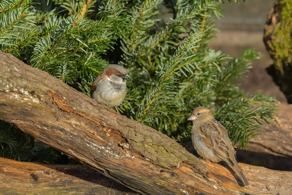 Szenischer Blick Auf Niedlichen Sperling Vogel — Stockfoto