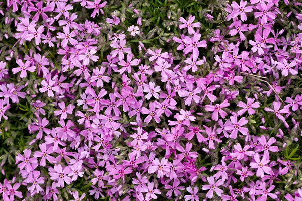 Aubrieta Cultorum Vaaleanpunaisia Tai Violetteja Pieniä Kukkia — kuvapankkivalokuva