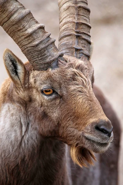 Portret Mannelijke Steenbok Capra Steenbok Met Sikje — Stockfoto