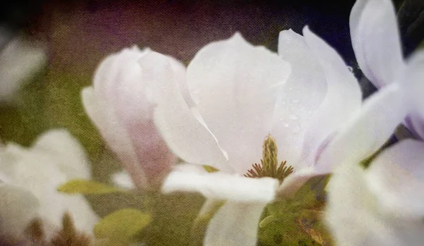 Magnolie Blumen Leinwand Hintergrund Textur Farben — Stockfoto
