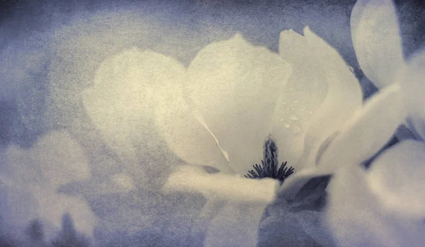 Magnolia Vieux Papier Texture Concept Nostalgique Chagrin — Photo