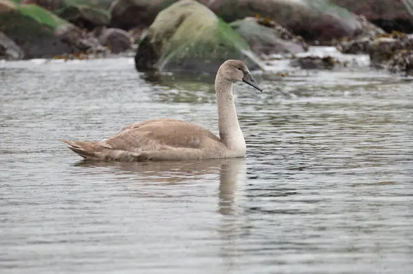 Cygnet Outubro Ilha Báltica Bornholm — Fotografia de Stock