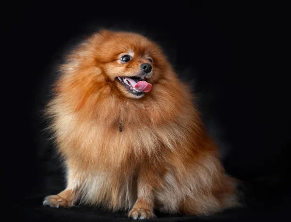 Spitz Cane Rosso Uno Sfondo Delle Tende Scure — Foto Stock