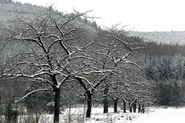 Snow Covered Trees Forest — Stock Photo, Image