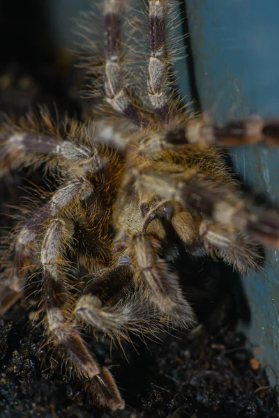 Tarantula Eng Gevaar Insecten — Stockfoto