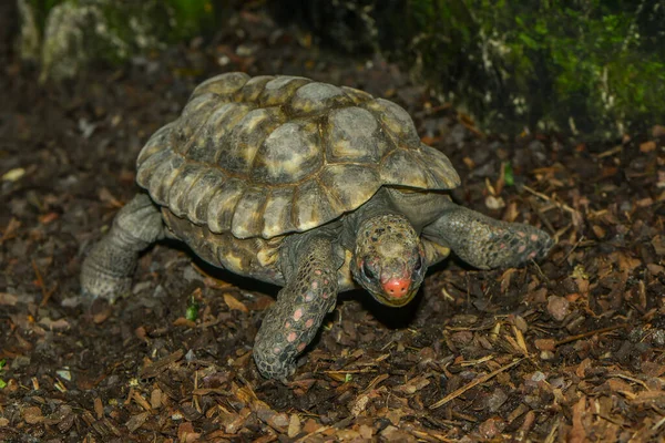 Черепаха Рептилія Тваринна Істота — стокове фото