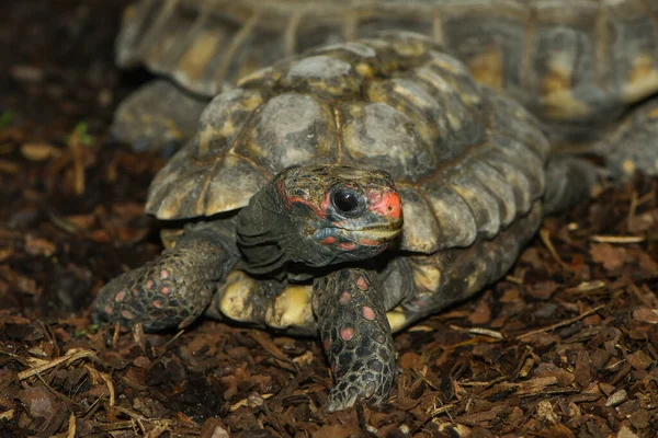 Tortuga Reptil Criatura Animal —  Fotos de Stock