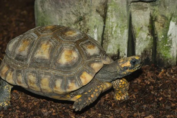 Tortuga Reptil Criatura Animal —  Fotos de Stock