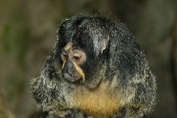 Vacker Utsikt Över Vacker Fågel Naturen — Stockfoto