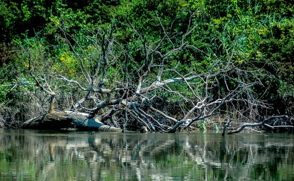 Речной Драве Отрадном — стоковое фото