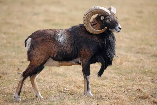 Dominante Mannelijke Mouflon Ovis Orientalis Musimon — Stockfoto