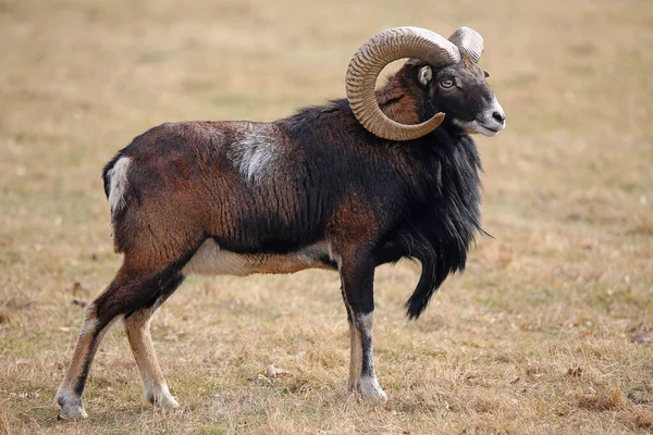 Dominante Masculino Mouflon Ovis Orientalis Musimon — Fotografia de Stock