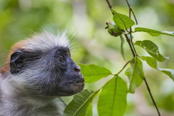 Zanzibar Red Colobus Monkey Procolobus Kirkii Jozani Forest Zanzibar — стоковое фото