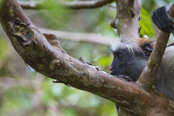 Endangered Zanzibar Red Colobus Monkey Procolobus Kirkii Jozani Forest Zanzibar — Stock Photo, Image