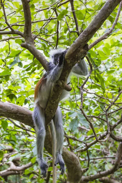 Zanzibar Pericolo Scimmia Colobus Rossa Procolobus Kirkii Foresta Jozani Zanzibar — Foto Stock