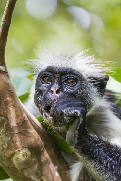 Nesli Tükenmekte Olan Zanzibar Kırmızı Kolobus Maymunu Procolobus Kirkii Jozani — Stok fotoğraf