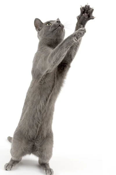 แมวพ าเง สเซ Phis Silvestris Catus Hangover อาย — ภาพถ่ายสต็อก