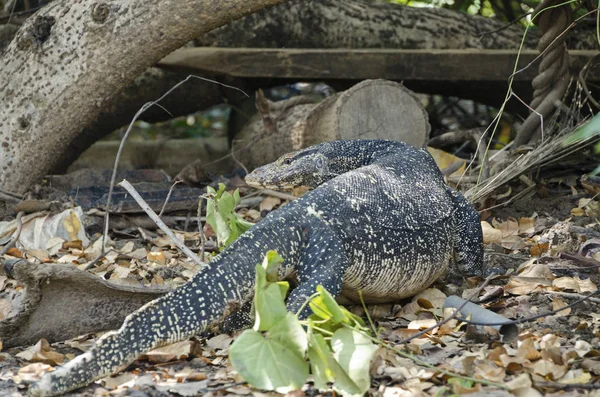 asian water monitor in waikkakal.der asian water monitor is a kind of squamata from the kind of lizards. asian water monitor are large,tend to be dark-colored lizards with light belly and eye patch on the back ... varanus salvator