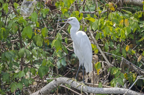 Garza Blanca Waikkakal — Foto de Stock