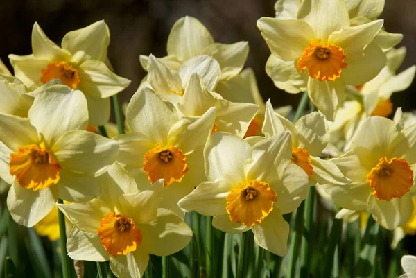Fleurs Beauté Pâques Narcisse — Photo