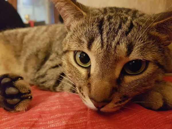 Прекрасні Очі Мого Кота — стокове фото