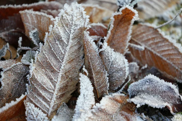 Листя Кристалами Льоду Взимку — стокове фото