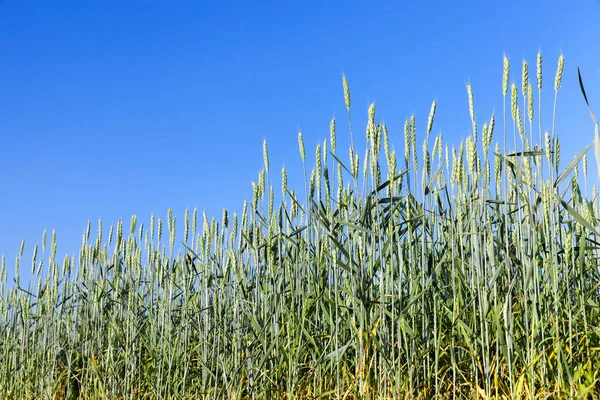 Wheat Field Cereal Growing Countryside Agriculture Landscape Royalty Free Stock Images