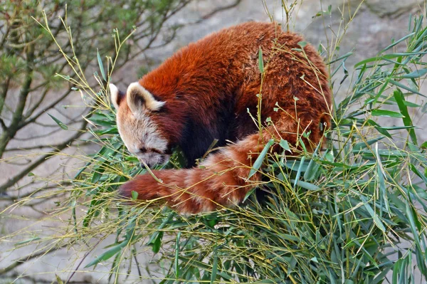 Красная Панда Аилурус Фулл — стоковое фото