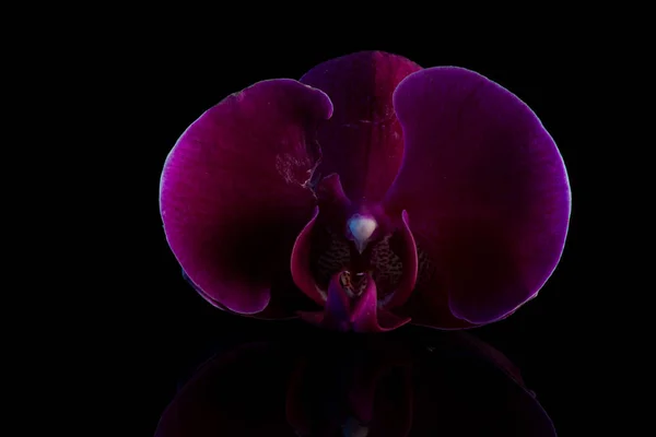 Orquídeas Vermelhas Com Reflexão Água Gotas Água — Fotografia de Stock